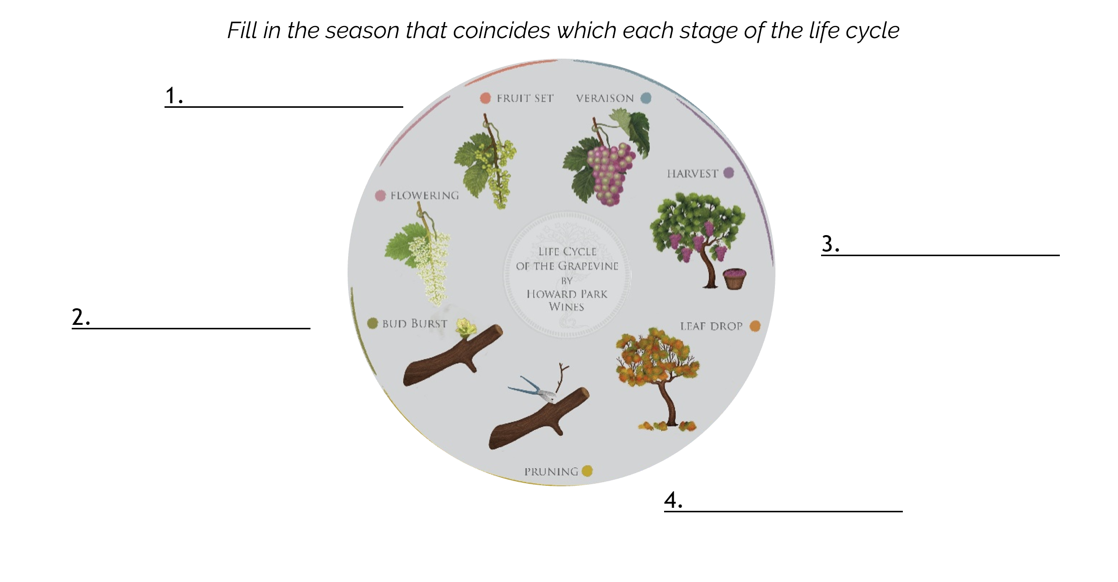 Life Cycle of a Grapevine